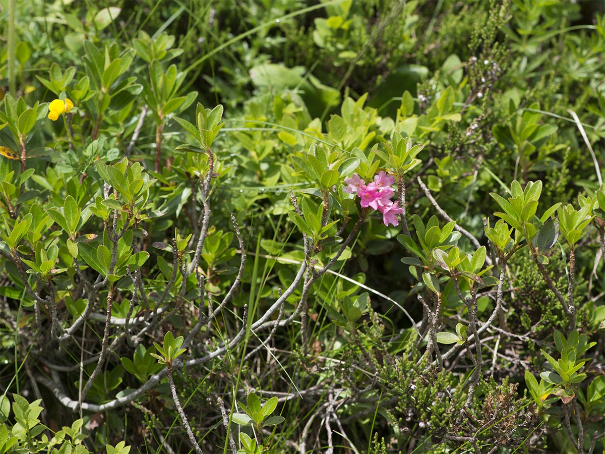 Rhododendron hirsutum